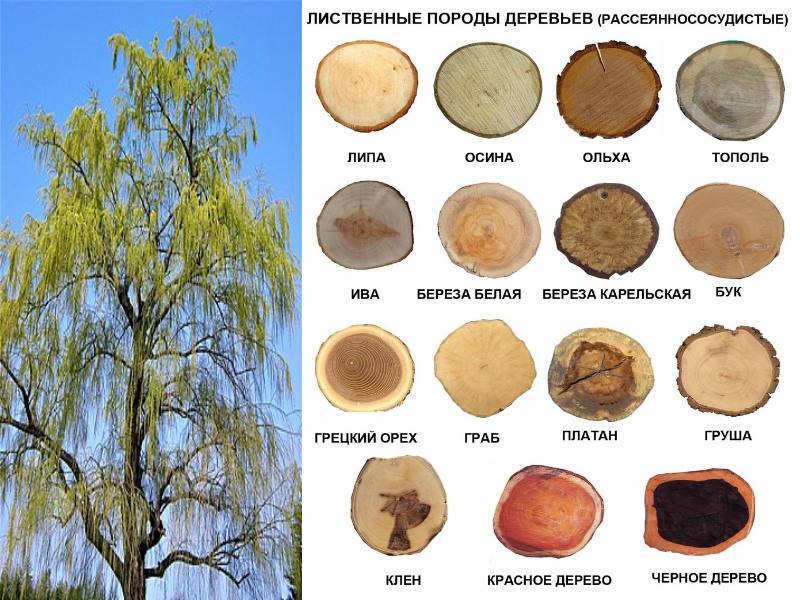 срубы